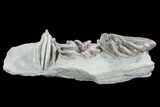 Beautiful Fossil Crinoid Plate - Crawfordsville, Indiana #87982-4